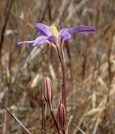 Image of Santa Rosa Basalt brodiaea