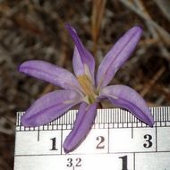 Sivun Brodiaea santarosae T. J. Chester, W. P. Armstr. & Madore kuva