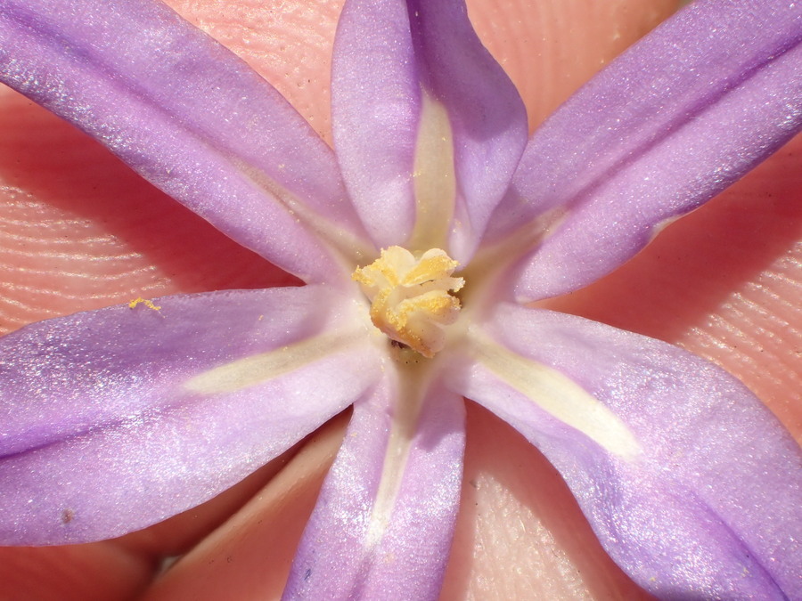 Sivun Brodiaea santarosae T. J. Chester, W. P. Armstr. & Madore kuva