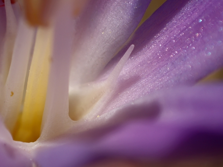 Слика од Brodiaea santarosae T. J. Chester, W. P. Armstr. & Madore