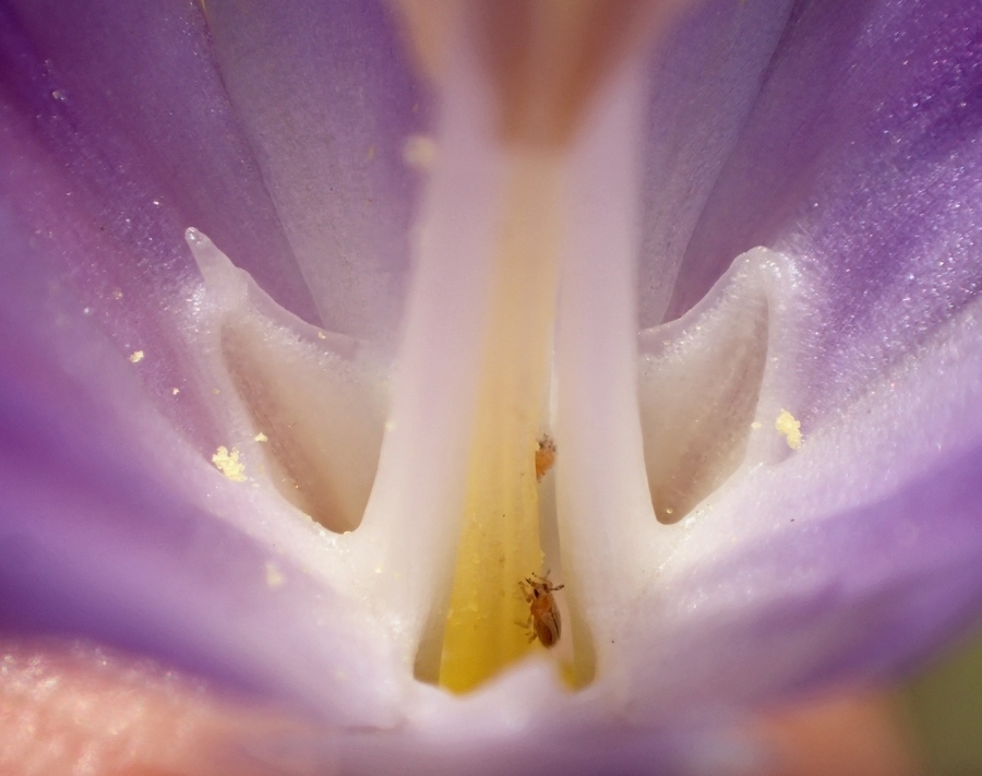 Image of Santa Rosa Basalt brodiaea