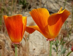 Image of California poppy