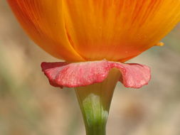 Image of California poppy