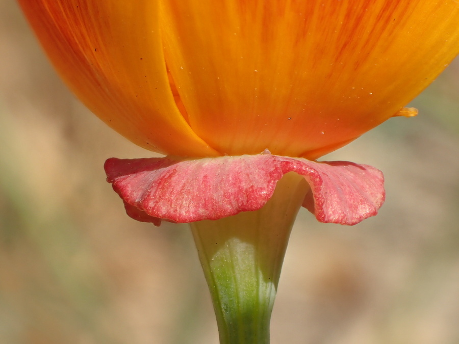 Image of California poppy