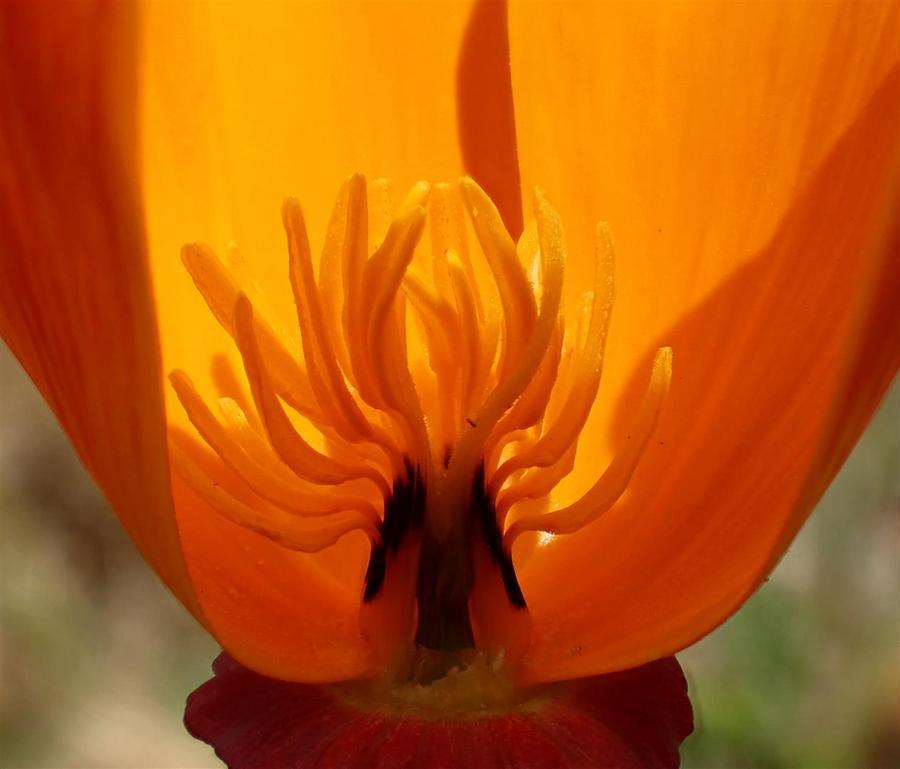 Image of California poppy