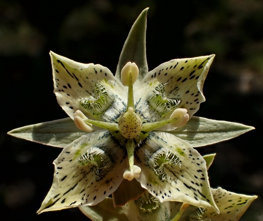 Image of Coahuila frasera