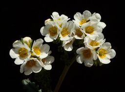 Image of shortlobe phacelia