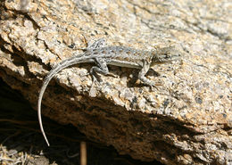 Image of common side-blotched lizard