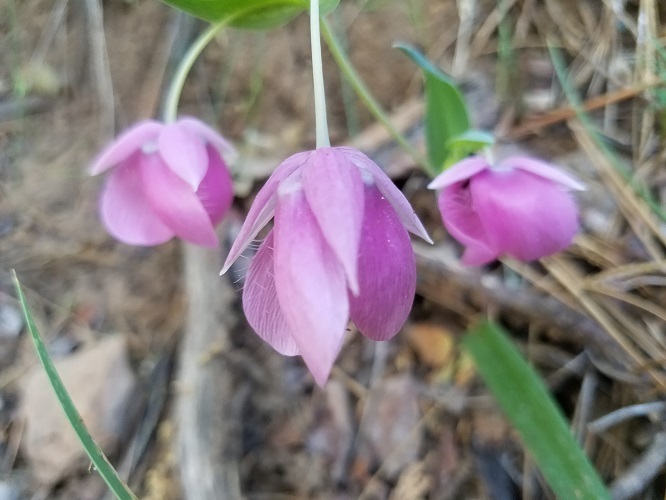 Image of Purple fairy-lantern