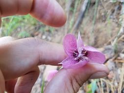 Image of Purple fairy-lantern