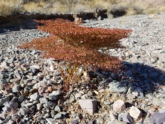 Image de Eriogonum rixfordii S. G. Stokes