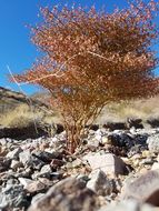 Imagem de Eriogonum rixfordii S. G. Stokes