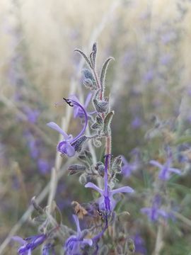 Trichostema lanceolatum Benth. resmi