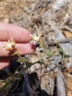 Image of Stebbins' false bindweed