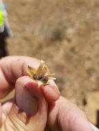 Image of Stebbins' false bindweed