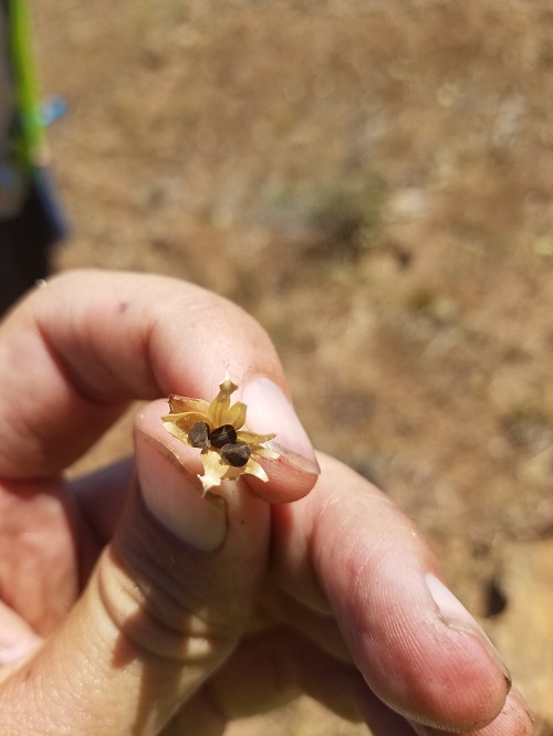 Image of Stebbins' false bindweed