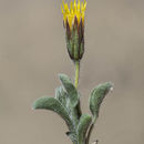 Plancia ëd Stenotus pulvinatus (R. Moran) G. L. Nesom