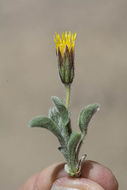 Plancia ëd Stenotus pulvinatus (R. Moran) G. L. Nesom