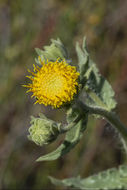 Plancia ëd Geraea viscida (A. Gray) Blake