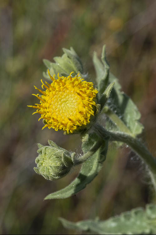 Plancia ëd Geraea viscida (A. Gray) Blake