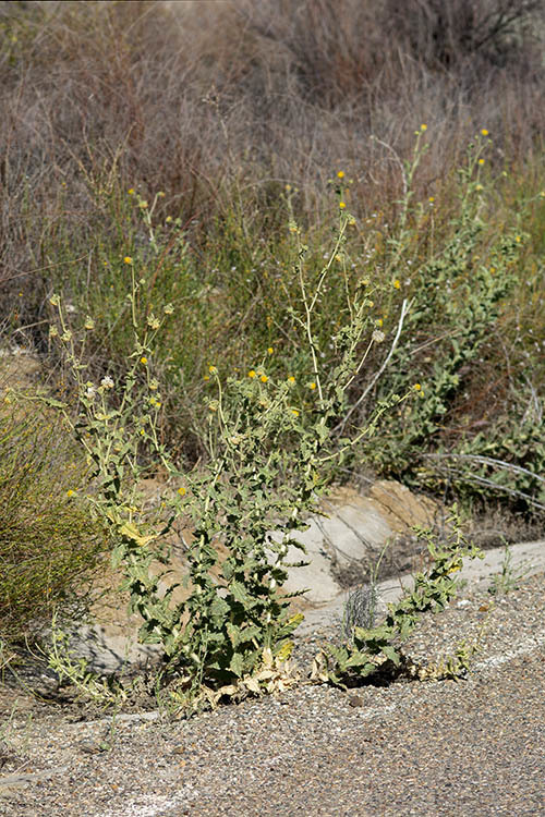 Plancia ëd Geraea viscida (A. Gray) Blake