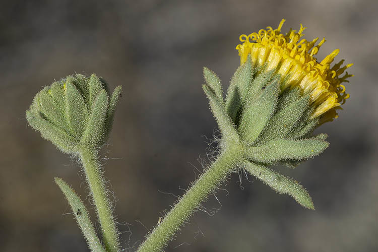 Plancia ëd Geraea viscida (A. Gray) Blake