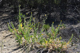 Plancia ëd Geraea viscida (A. Gray) Blake