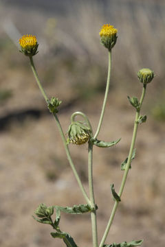 Plancia ëd Geraea viscida (A. Gray) Blake