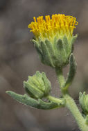 Plancia ëd Geraea viscida (A. Gray) Blake