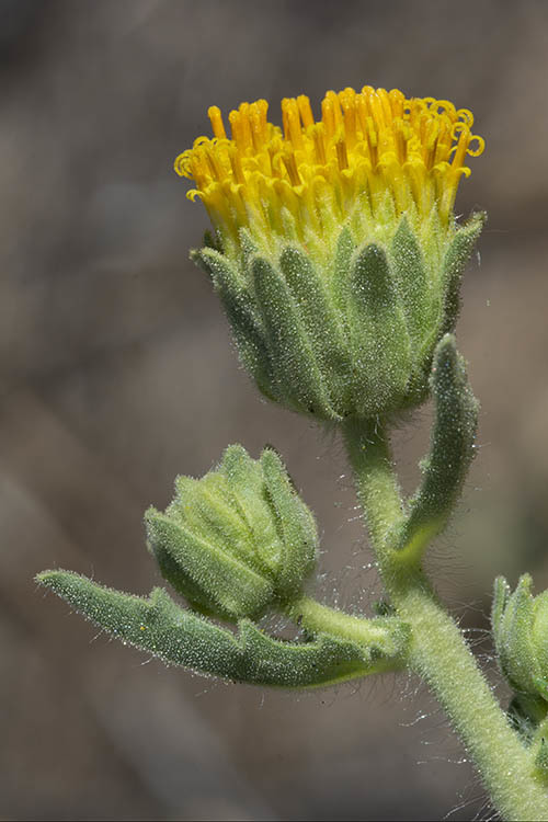 Plancia ëd Geraea viscida (A. Gray) Blake