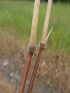 Imagem de Bromus ferronii Mabille