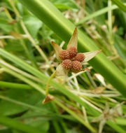 Image of Baker's Meadowfoam