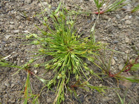 Imagem de Isolepis carinata Hook. & Arn. ex Torr.