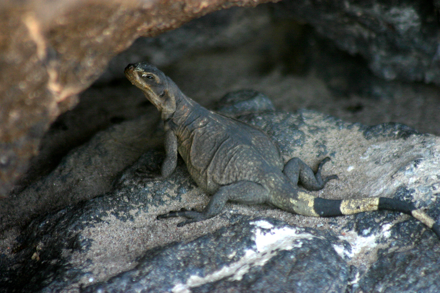 Imagem de Sauromalus ater Duméril 1856