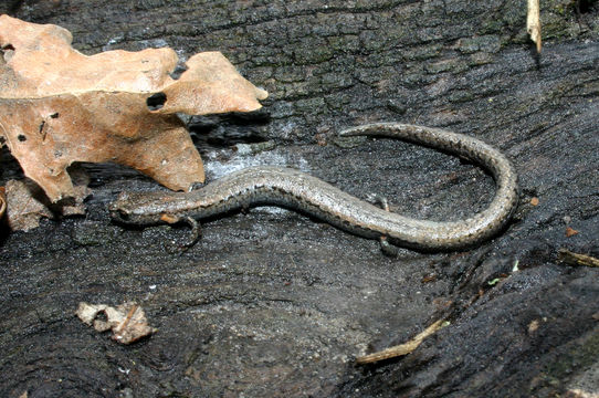 Image of Gabilan Mountains Slender Salamander