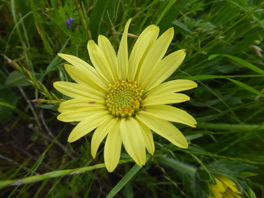 Wyethia angustifolia (DC.) Nutt. resmi