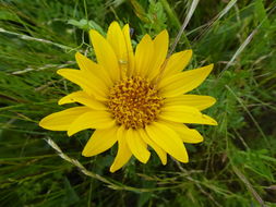 Wyethia angustifolia (DC.) Nutt. resmi