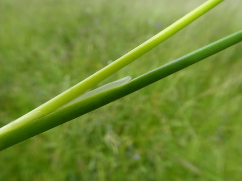 Image of Mariposa Rush