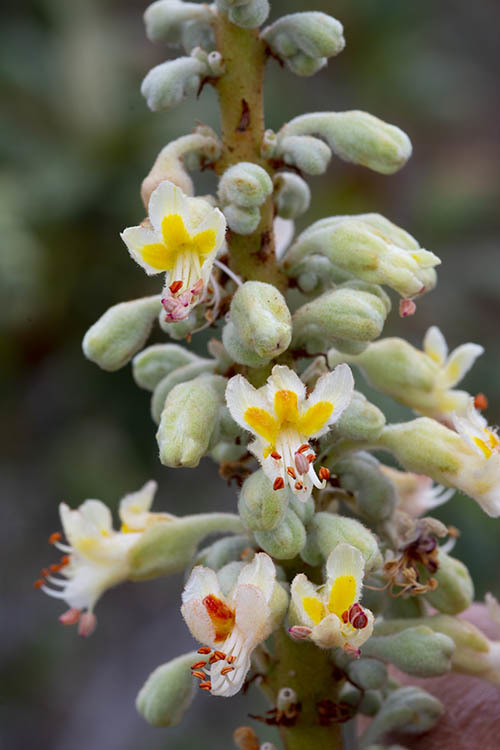 Sivun Aesculus parryi A. Gray kuva