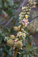 Sivun Aesculus parryi A. Gray kuva