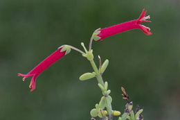 Sivun Gambelia juncea (Benth.) D. A. Sutton kuva