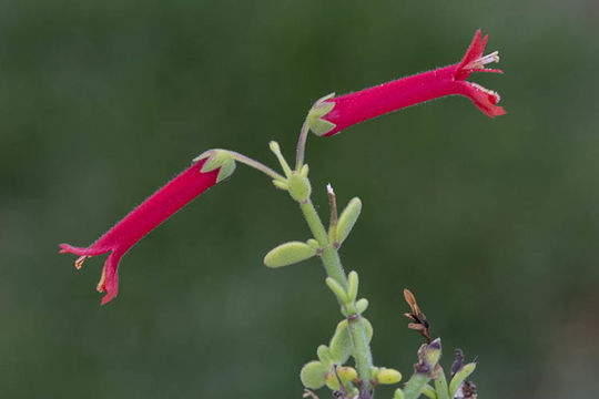 Image of Baja bush snapdragon