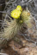 Image of Golden-spine Cereus