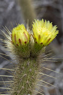 Image of Golden-spine Cereus