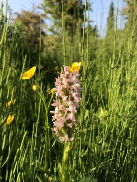 Image of Early marsh-orchid