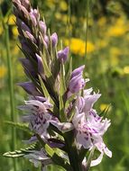 Dactylorhiza incarnata (L.) Soó resmi