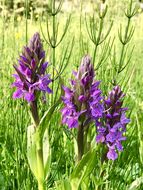 Dactylorhiza incarnata (L.) Soó resmi