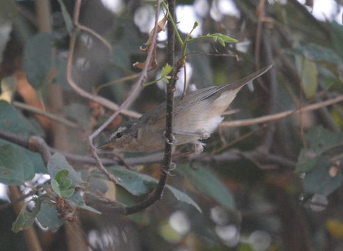 Image of Dusky Warbler