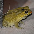 Image of Asian black-spined toad