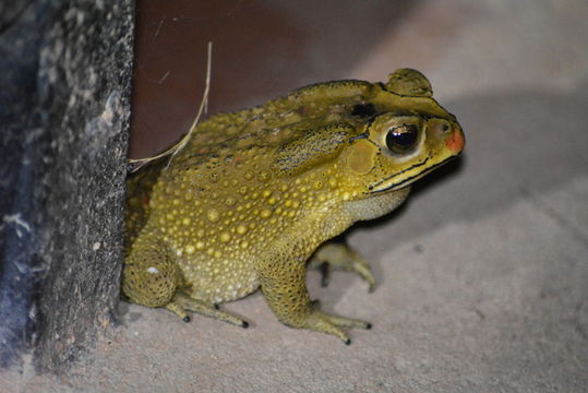 Image of asian black spotted toad